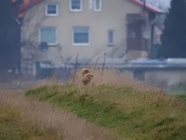 Buse féroce  - Jarosław Słowikowski