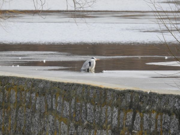 Grey Heron  - Jarosław Słowikowski