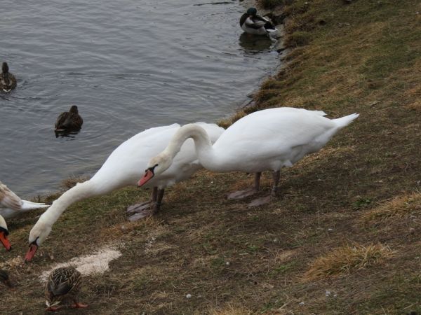 łabędź niemy  - Jarosław Słowikowski