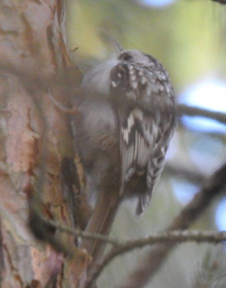pełzacz leśny  - Jarosław Słowikowski