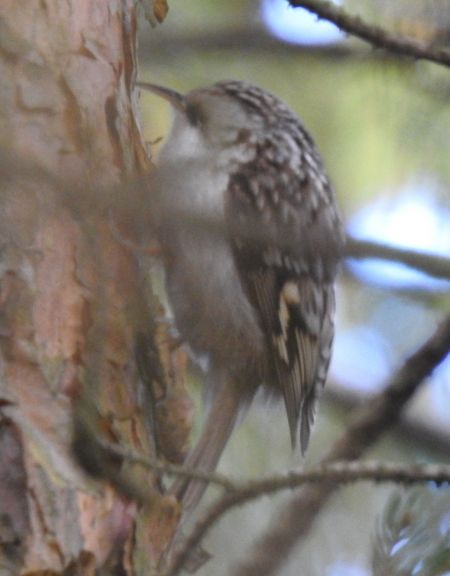Grimpereau des bois  - Jarosław Słowikowski