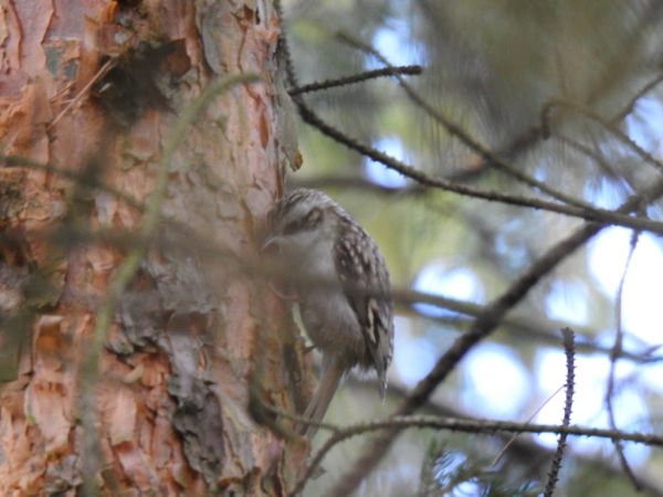 pełzacz leśny  - Jarosław Słowikowski