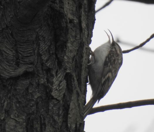 Waldbaumläufer  - Jarosław Słowikowski
