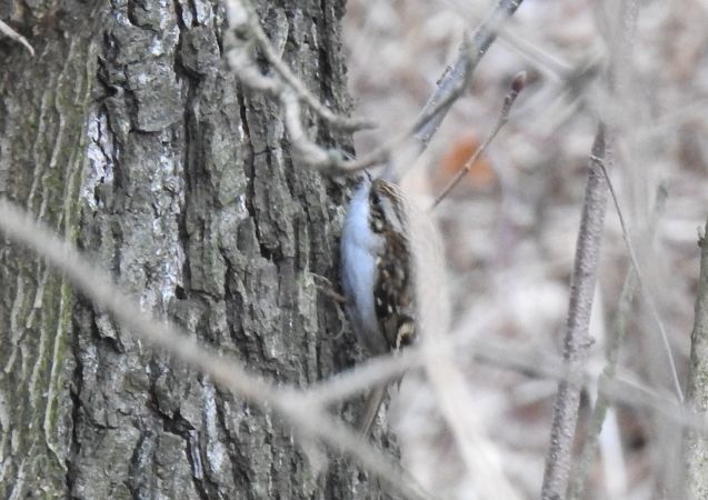 pełzacz leśny  - Jarosław Słowikowski