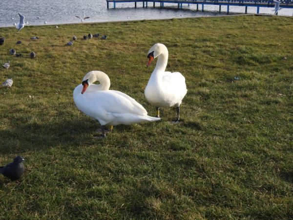 Höckerschwan  - Jarosław Słowikowski