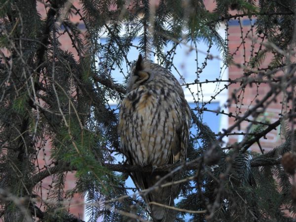 uszatka  - Jarosław Słowikowski