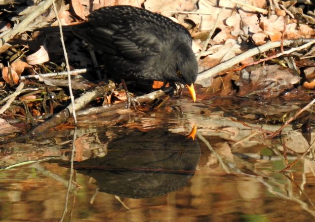 kos  - Jarosław Słowikowski