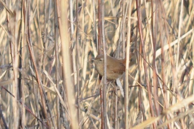 Zaunkönig  - Łukasz Krawczyk