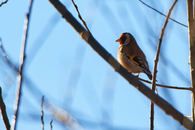 Stieglitz  - Tomasz Szymański