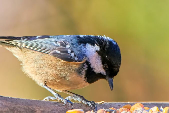 Mésange noire  - Tomasz Szymański