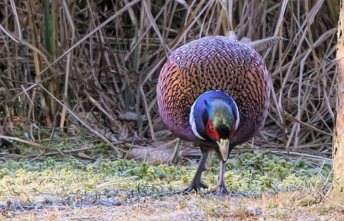 bażant  - Tomasz Szymański