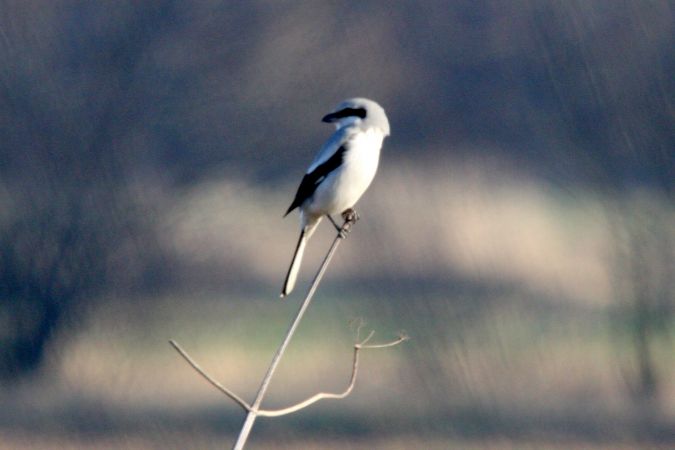 Raubwürger  - Krystian Jainta