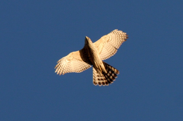 Habicht  - Krystian Jainta