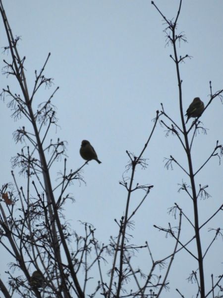 dzwoniec  - Maria Madej