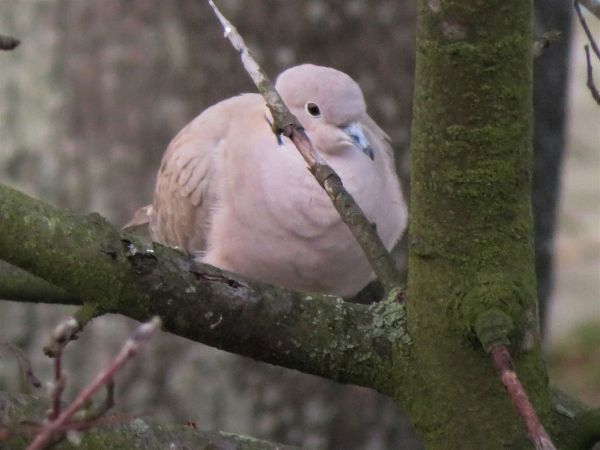 Türkentaube  - Maria Madej