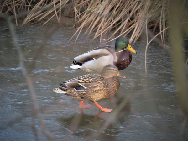 krzyżówka  - Maria Madej