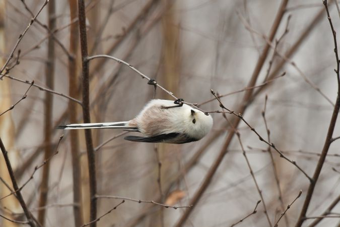 Long-tailed Tit  - Jarosław Mydlak