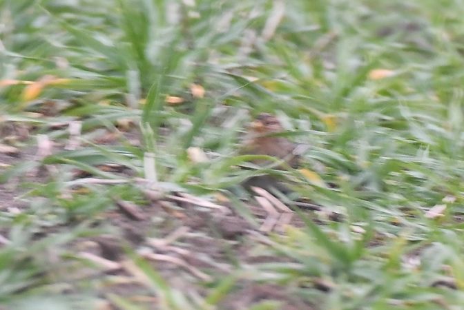 Berghänfling  - Jarosław Mydlak