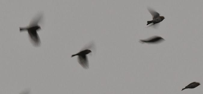 Berghänfling  - Jarosław Mydlak