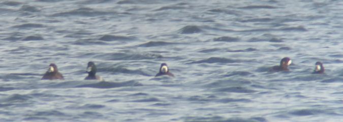 ogorzałka  - Jarosław Mydlak