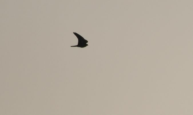 Faucon émerillon  - Jarosław Mydlak