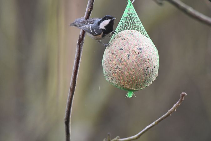 sosnówka  - Jarosław Mydlak