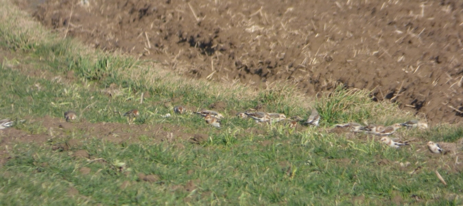 Bruant des neiges  - Mirosław Nowicki