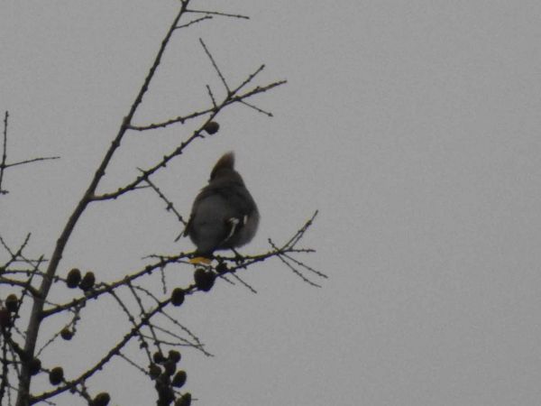 jemiołuszka  - Waldemar Okupniczak