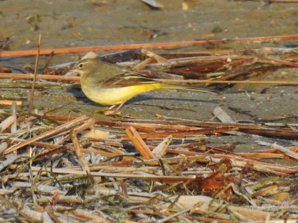 Bergeronnette des ruisseaux  - Waldemar Okupniczak