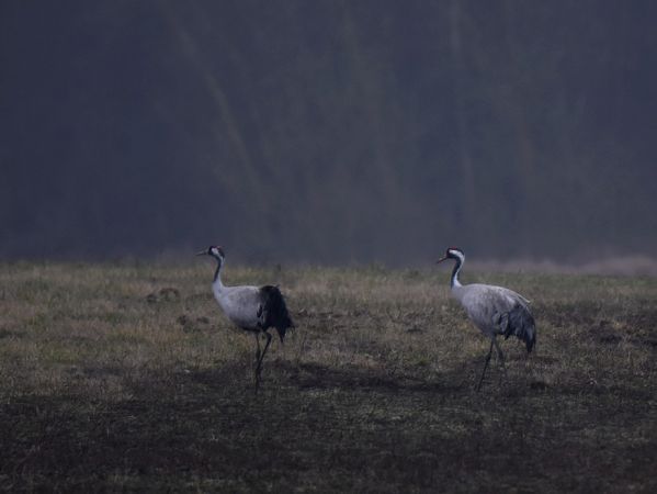 żuraw  - Grzegorz Grygoruk