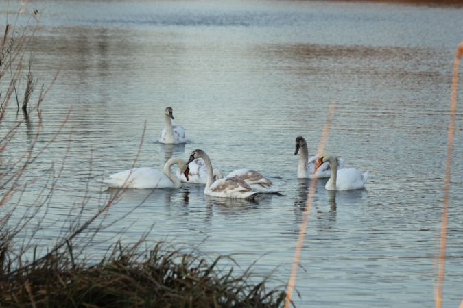 Höckerschwan  - Rafał Walczybok