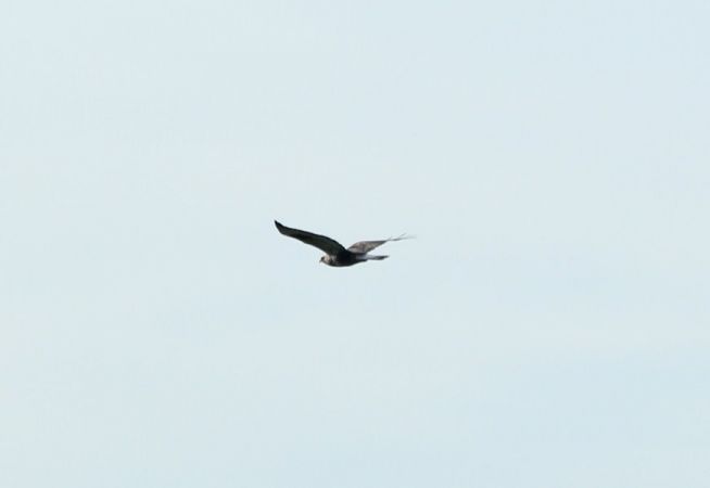 Buse pattue  - Rafał Walczybok