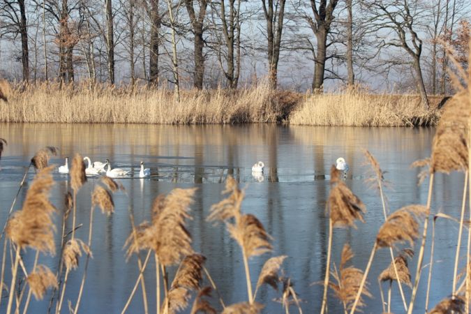 łabędź niemy  - Rafał Walczybok