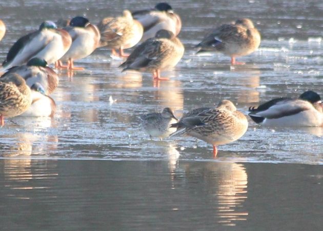 Sarcelle d'hiver  - Rafał Walczybok