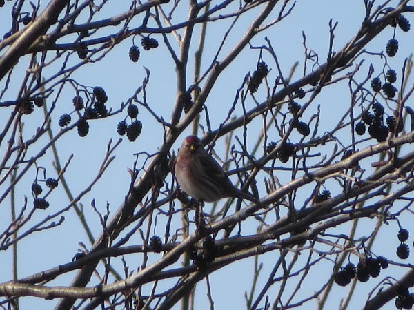 czeczotka  - Dariusz Piechota