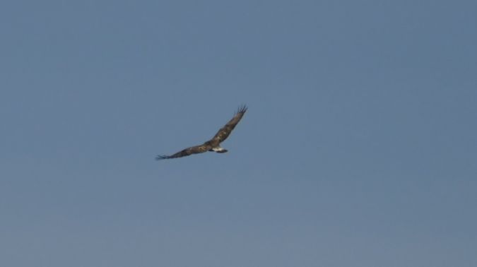 Raufussbussard  - Łukasz Wawrzyniak