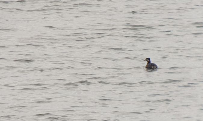 Rothalstaucher  - Krzysztof Jankowski