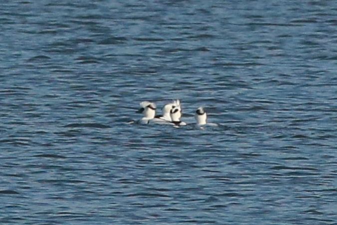 Zwergsäger  - Stanisław Turowski