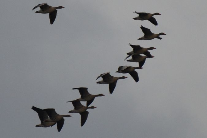 Graugans  - Robert Kraska