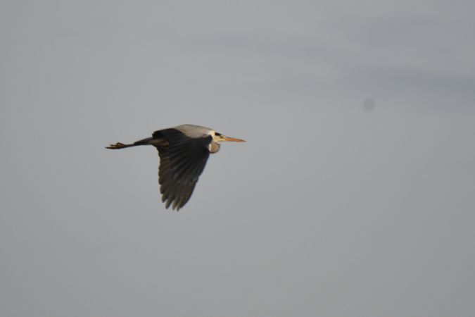 czapla siwa  - Robert Kraska