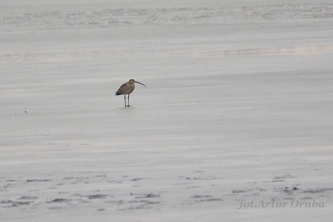 Eurasian Curlew  - Artur Oruba