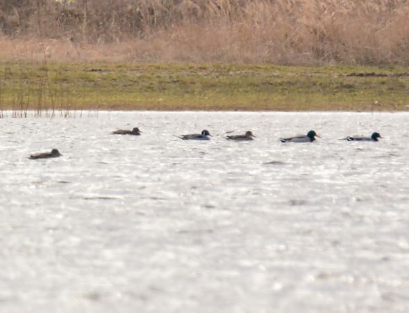 rożeniec  - Artur Oruba