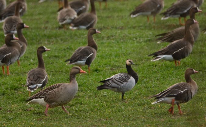 bernikla białolica  - Joanna Przyborowska