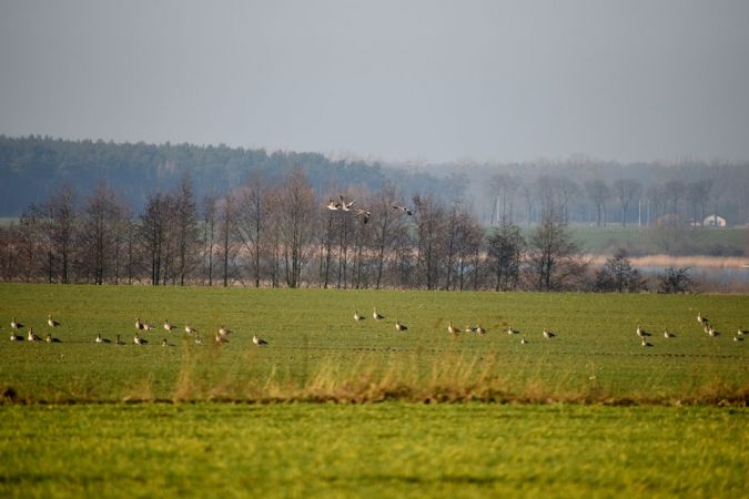 Blässgans  - Elżbieta Kujawka
