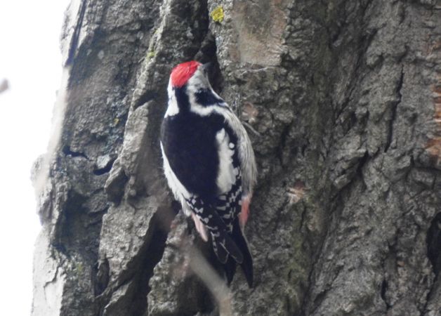 dzięcioł średni  - Magdalena Traciłowska