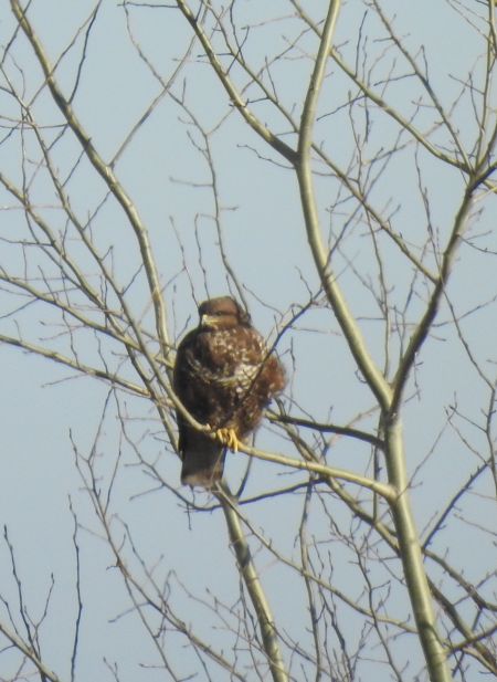 Mäusebussard  - Robert Wakulski