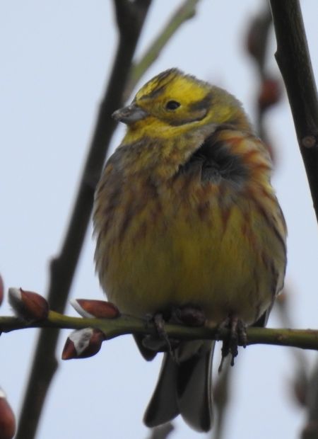 trznadel  - Robert Wakulski