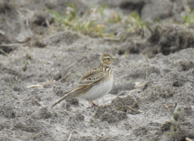 skowronek  - Robert Wakulski