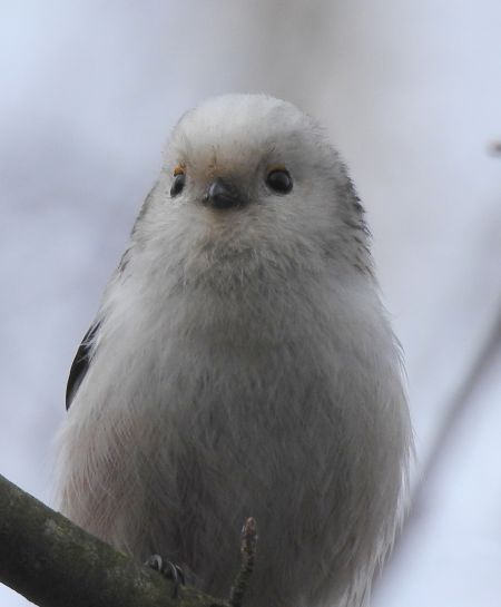 Schwanzmeise  - Robert Wakulski