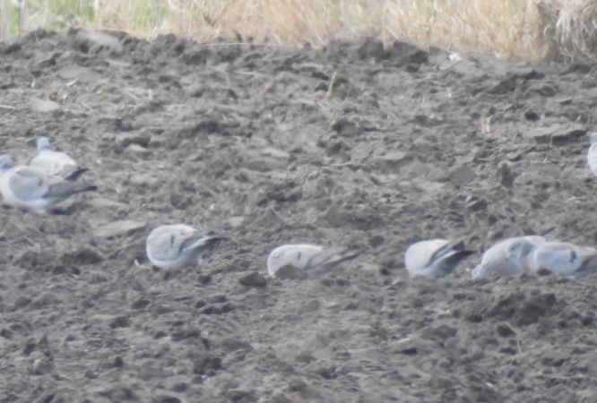 Hohltaube  - Robert Wakulski